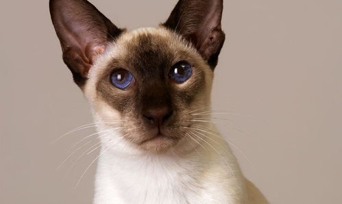 世界上十大最美猫品种排行,你们家主子上榜了吗