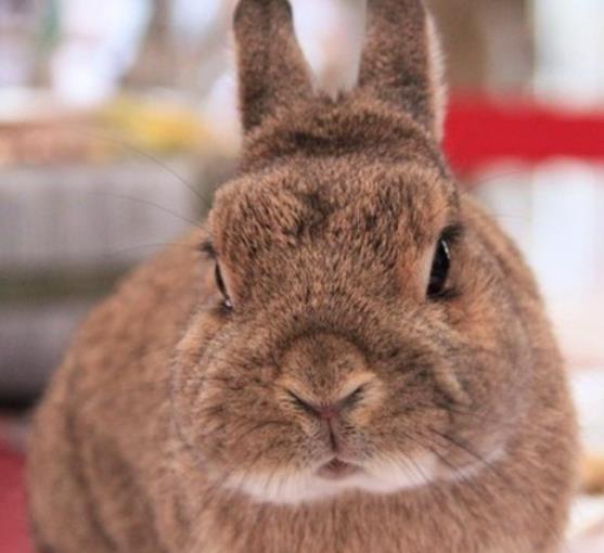 千阳公羊兔市场价格多少钱一斤最专业养殖场