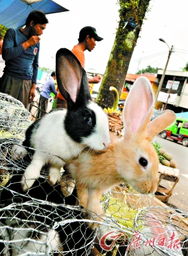 两只可爱宠物兔高清摄影,宠物兔图片素材