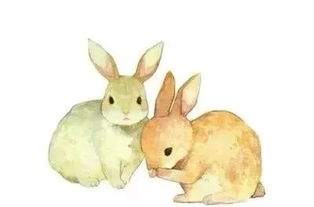 兔子拉软便代表什么