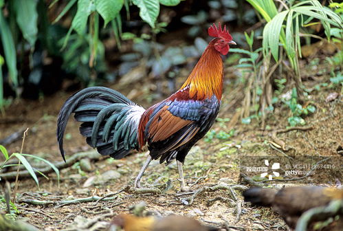 西藏发现一种怪鸡,红脸红脚红尾巴,被捉住就不吃不喝绝食自杀