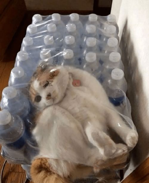 为什么猫总是喜欢喝脏水