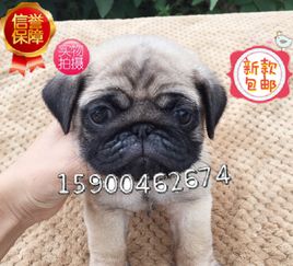 斗牛犬拉肚子怎么办,斗牛犬拉稀什么原因