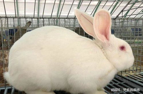 英国一女子养巨型宠物兔,将其打造成明星,脸书上收获一众粉丝
