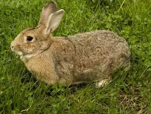 兔子活体垂耳兔猫猫兔侏儒兔长不大迷你茶杯兔宠物兔宝宝活体纯种