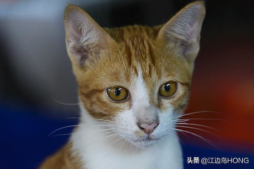 哪种宠物猫最好养