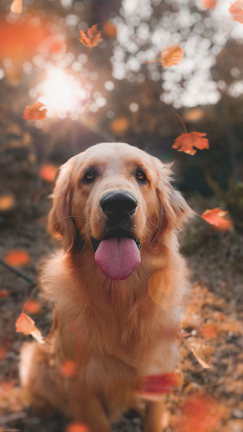 出售一窝机灵可爱家养的巴哥犬宝宝,很聪明的狗狗