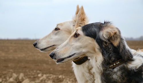 常见的如,北京狮子狗,西施犬,八哥犬,冠毛狗,西藏狮子犬,小曼彻斯特犬