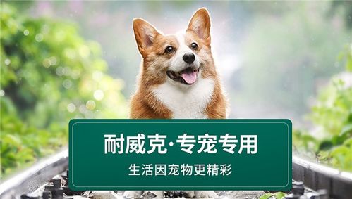 金毛巡回猎犬金毛犬赛级金毛纯种健康