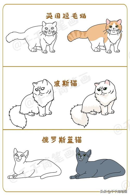 宠物猫配种繁殖时要注意什么