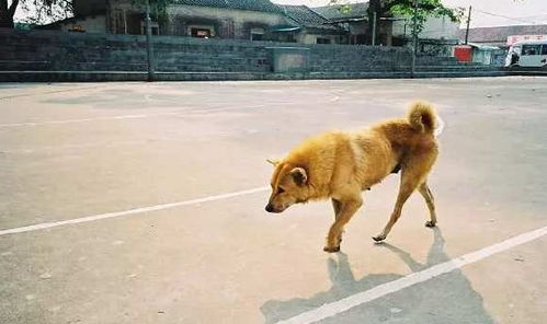 巴辛吉犬宠物图