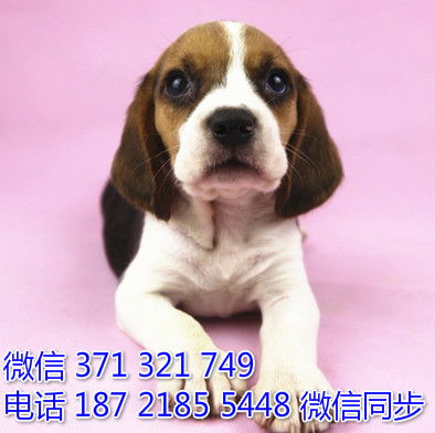 乐平9个月大纯白比熊犬出让