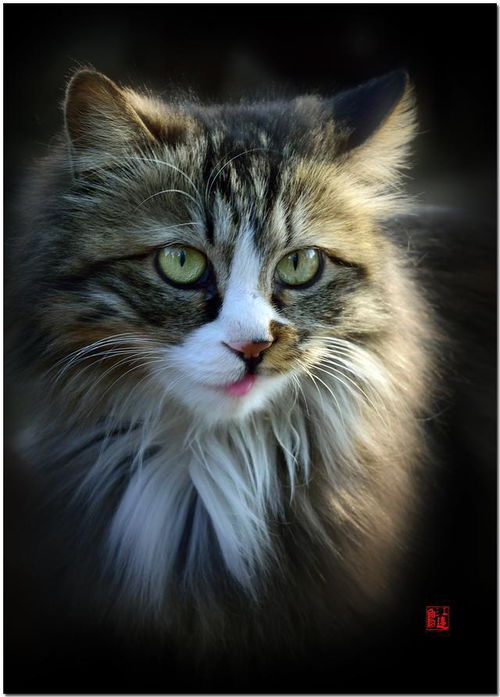 特别机灵的一只宠物猫,水汪汪的眼睛好有神,特别可爱