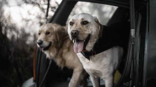 活泼好动的家庭宠物犬比格犬,它究竟能长多大,你对它了解多少