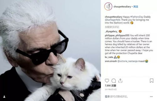 可爱小狗小猫头像,希望这些宠物给你带来快乐