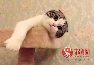 猫咪掉毛程度排行