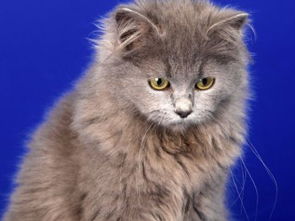 英国短毛猫宠物猫摄影,七叶猫舍