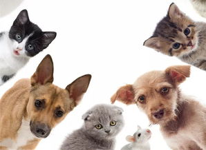 可爱的猫狗宠物素材图片免费下载