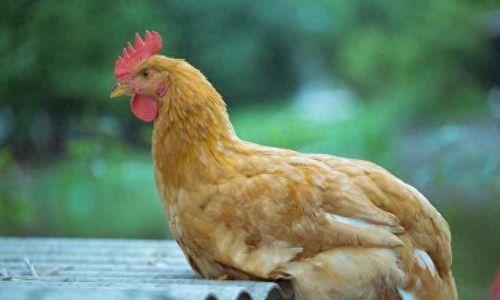 高清野拍母原鸡觅食,看看和家里养的母鸡有什么不同