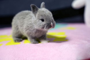 荷兰垂耳兔属宠物兔,标准体重为