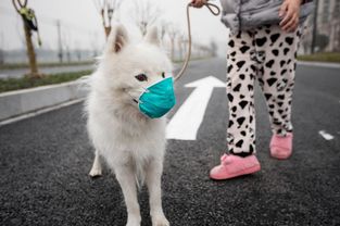 疫情居家,日本宠物数量已超儿童人数