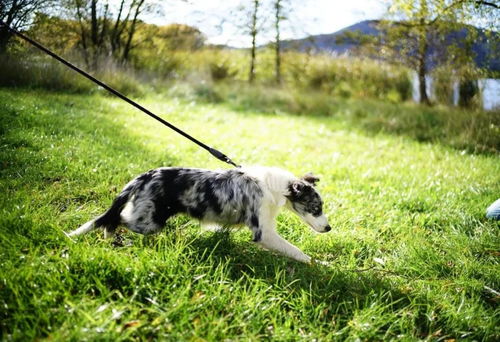 小狗狗类猫狗家居宠物素材动物世界图片