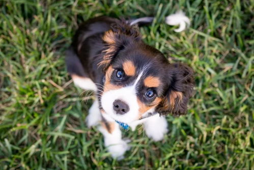 导盲犬拉布拉多幼犬