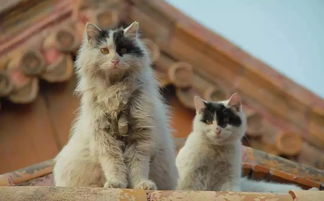 如果这4只小猫出现在你门口,你会选哪只抱回家呢