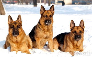 柯基犬饮食5大禁区,主人千万不误入了,对它没有好处