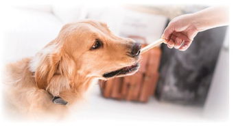 十大最萌宠物犬排行榜,看看你家狗子是不是榜上有名