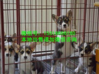 和田正规狗场犬舍直销柯基幼犬出售双血统双色柯基犬基地出售纯种柯基幼犬精品威尔士柯基犬出售