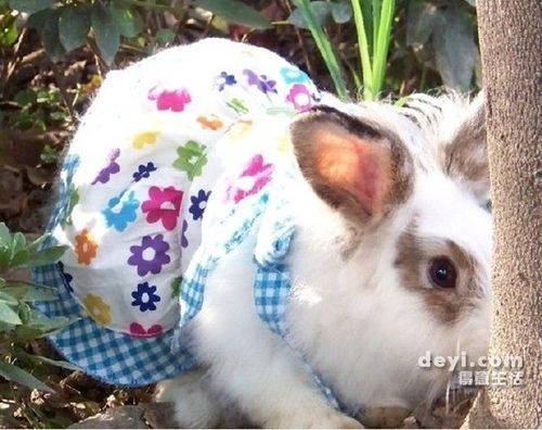 请问我家的兔子是哪种兔子