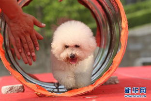 西安宠物狗犬舍出售纯种秋田犬狗市场在哪卖狗