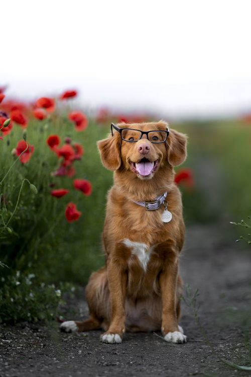 除了中华田园犬,中国还有这11种狗狗