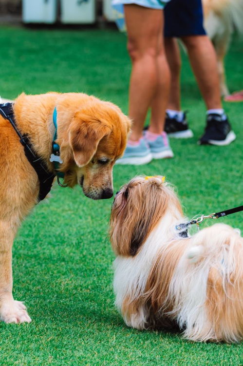 这么多种小型犬,你喜欢哪一种