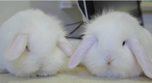 兔子角膜炎结膜炎,兔子眼睛打不开
