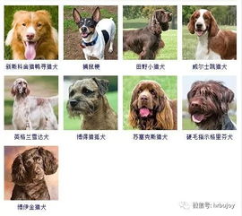 十大最好养的宠物狗排名