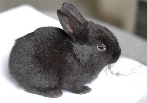 宠物兔种兔报价