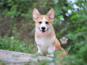 宠物狗狗纯种法斗犬图片