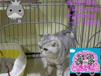 灰色卡通猫咪卡通动物图片大小1500x1500px