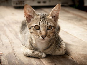 宠物界最小的四种猫,折耳猫第三,第一名小到可以放进茶杯
