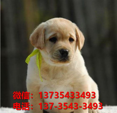 杭州宠物狗犬舍出售纯种巴哥犬