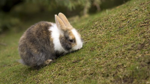 山东最大的兔子养殖基地是哪里