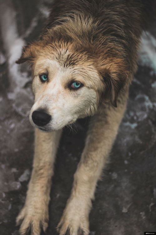 杭州宠物狗犬舍出售纯种比熊犬小型犬好不好养