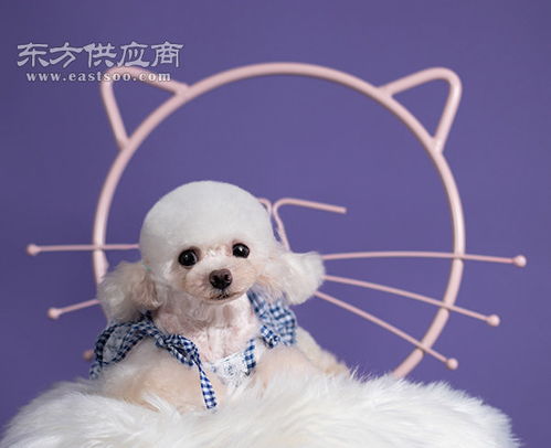 上海在哪里买宠物靠谱,上海买宠物猫狗哪里比较安全