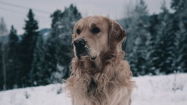 一只帅气的柴犬hoku,每张照片都是大片