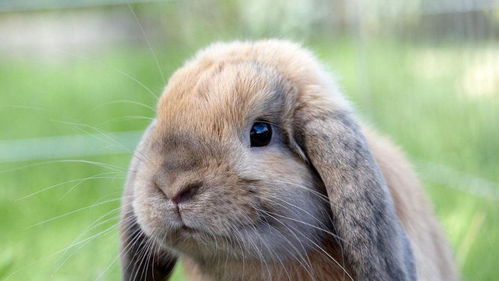 小清新范宠物兔的名字适合女生养的萌宠