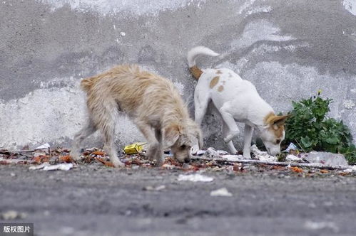 卡通沙皮犬