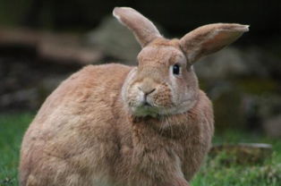 兔子每次吃饭就往外跑,主人觉得不对劲跟踪,它竟在土里藏了宝贝