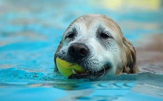 毕节犬舍出售纯种柯基犬